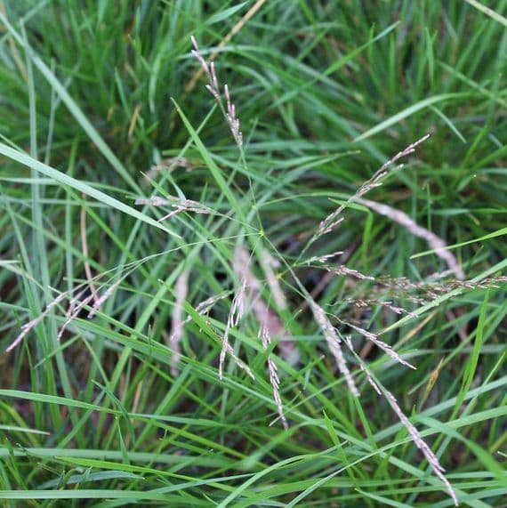 Deschampsia Pixie Fountain 2 Litre
