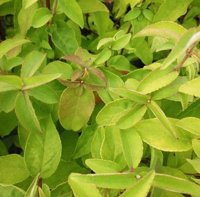 Deutzia crenata Pride of Rochester x 3 Litre