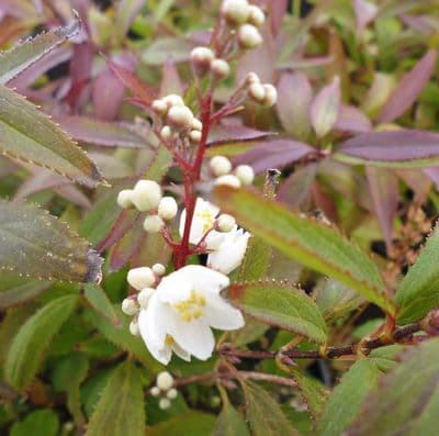 Deutzia gracilis Nikko 3 Litre