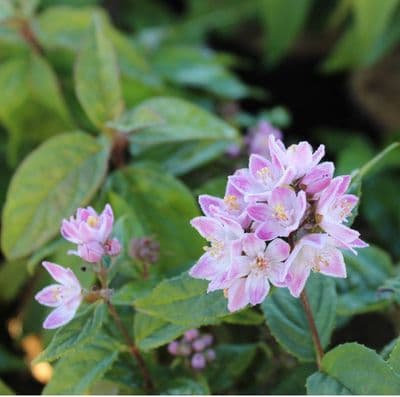 Deutzia Raspberry Sundae