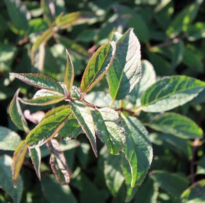 Deutzia x kalmiiflora 3 Litre