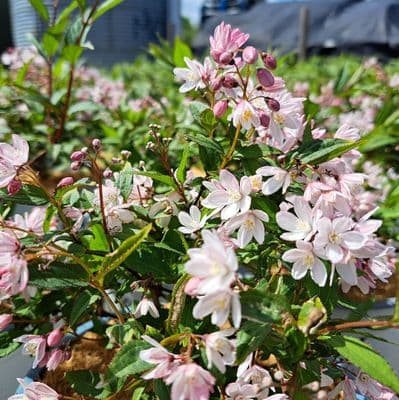 Deutzia Yuki Cherry Blossom 3 Litre