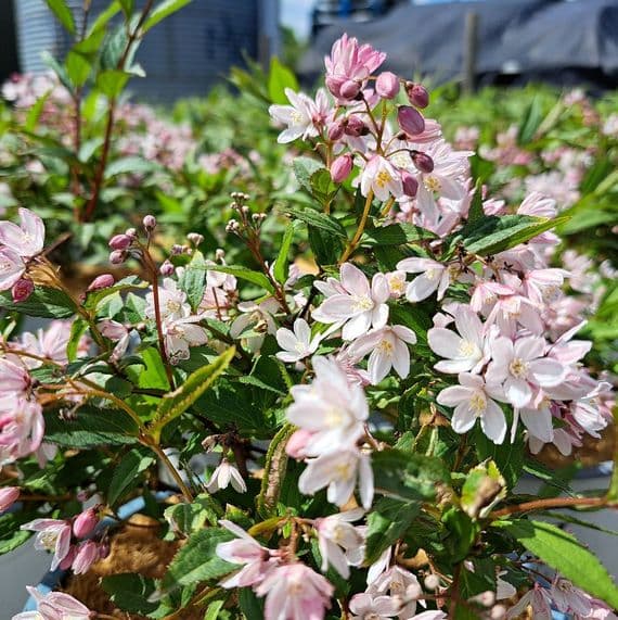 Deutzia Yuki Cherry Blossom 3 Litre
