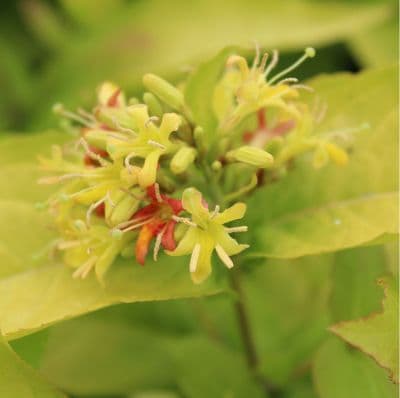 Diervilla rivularis Honeybee x 3 Litre