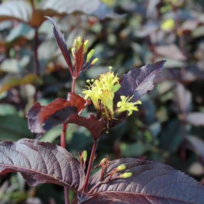 Diervilla × splendens Diva 3 Litre