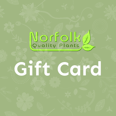 eGift Card
