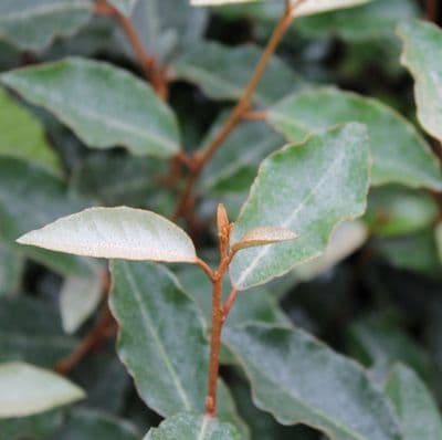 Elaeagnus x ebbingei 3 Litre