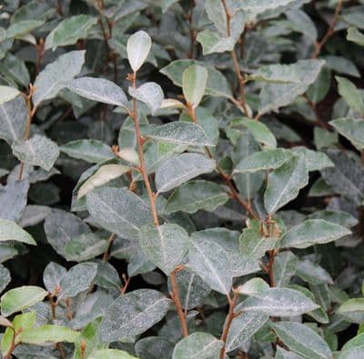 Elaeagnus x ebbingei 3 Litre Pallet Deal x 50 plants