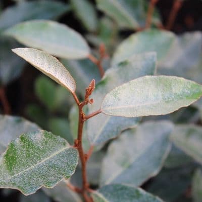 Elaeagnus x ebbingei Compacta 3 Litre