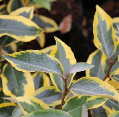 Elaeagnus x ebbingei Gilt Edge