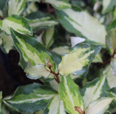 Elaeagnus x ebbingeii Maryline 3Litre