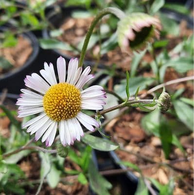 Erigeron Lavender Lady 2 Litre