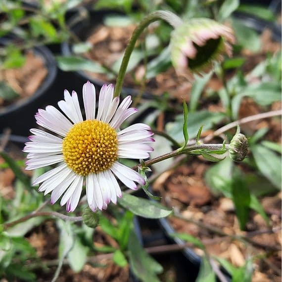 Erigeron Lavender Lady 2 Litre