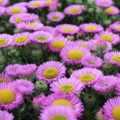 Erigeron Sea Breeze 2 Litre