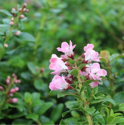 Escallonia Apple Blossom 3 Litre