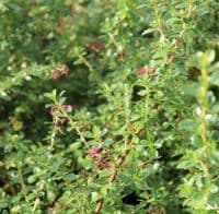 Escallonia Donard Radiance 3 Litre
