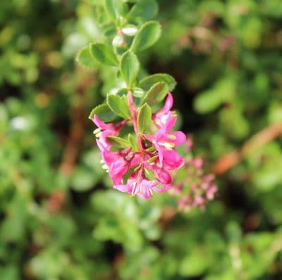Escallonia Donard Radiance 3 Litre