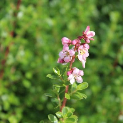 Escallonia Donard Seedling 3 Litre