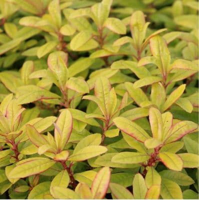 Escallonia Glowing Embers 3 Litre