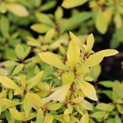 Escallonia Golden Carpet  3 Litre