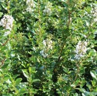 Escallonia Iveyi