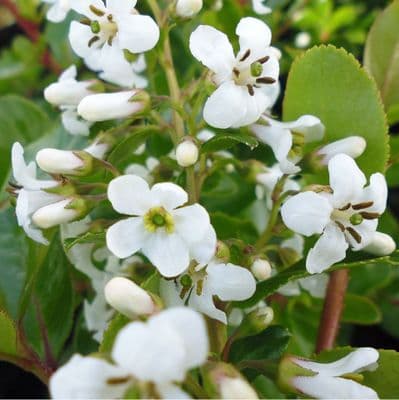 Escallonia Iveyi
