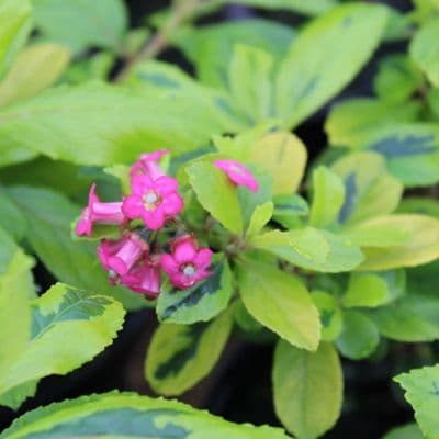 Escallonia laevis Gold Ellen 3 Litre