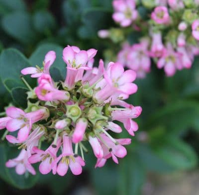 Escallonia laevis Pink Elle