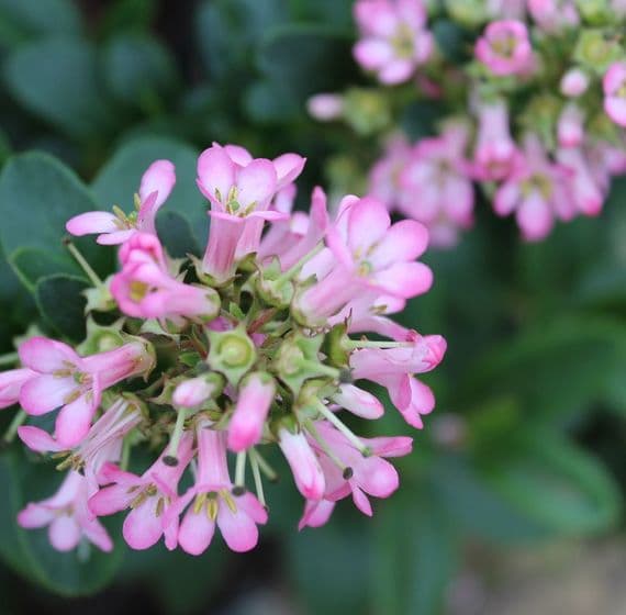 Escallonia laevis Pink Elle