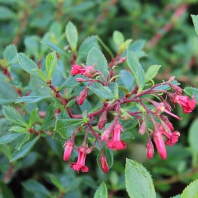 Escallonia Red Carpet 3 Litre