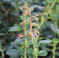 Escallonia rubra Crimson Spire 3 Litre