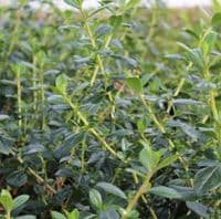 Escallonia rubra Crimson Spire 3 Litre