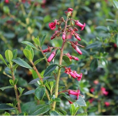 Escallonia rubra Crimson Spire 3 Litre
