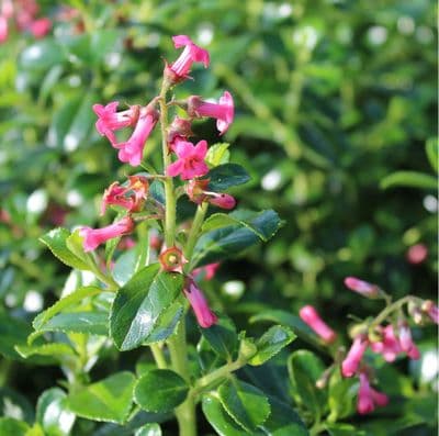 Escallonia rubra macrantha 3 Litre