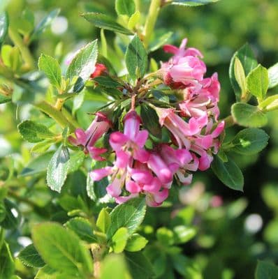 Escallonia Show Stopper