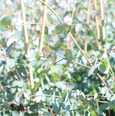 Eucalyptus archeri 3 Litre