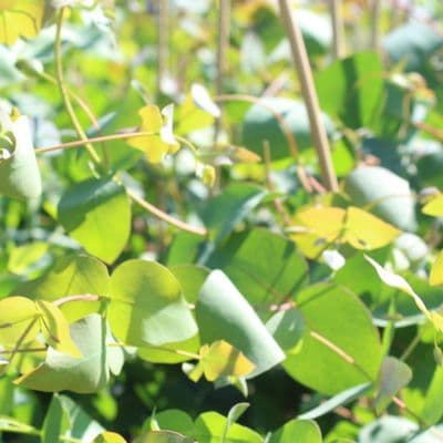 Eucalyptus dalrympleana 3 litre