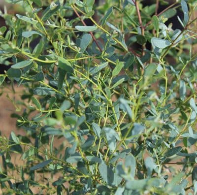 Eucalyptus French Blue