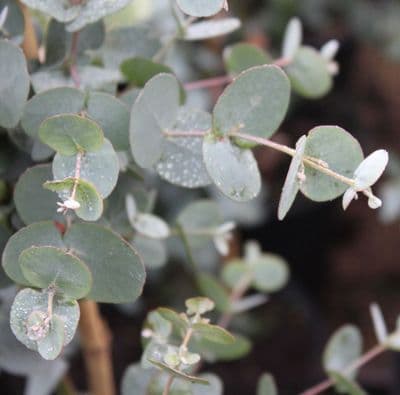 Eucalyptus gunnii 3 Litre