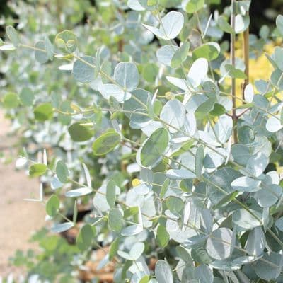 Eucalyptus gunnii Azura 3 Litre