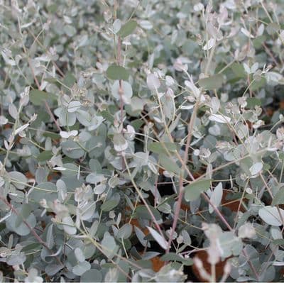 Eucalyptus Silverana