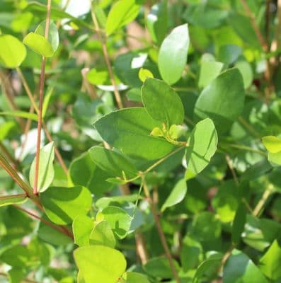 Eucalyptus Subcrenulata