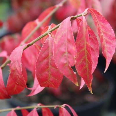 Euonymus alatus Compactus x 3 Litre