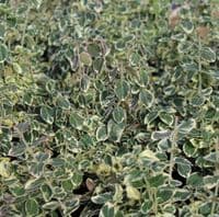 Euonymus fortunei Emerald Gaiety 2 Litre