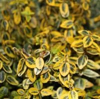 Euonymus fortunei Emerald 'n' Gold 2 Litre