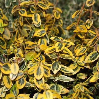 Euonymus fortunei Emerald 'n' Gold 2 Litre