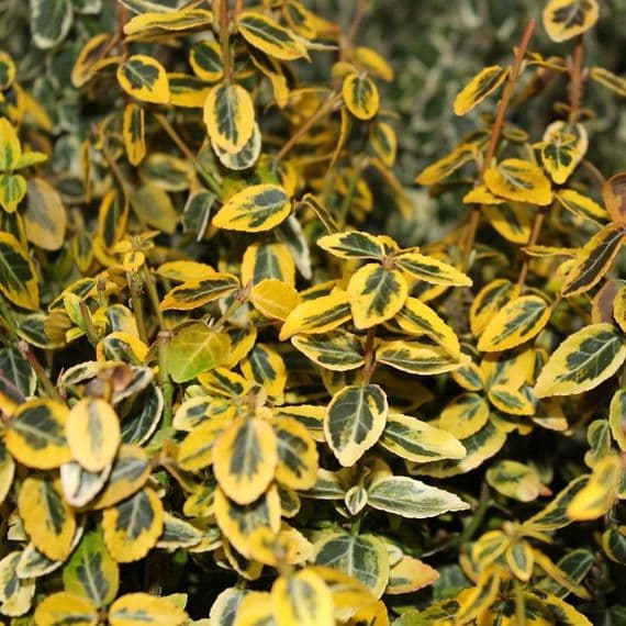 Euonymus fortunei Emerald 'n' Gold 2 Litre