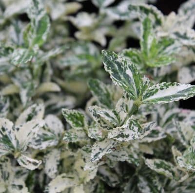 Euonymus fortunei Harlequin x 3 Litre