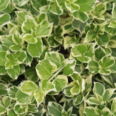 Euonymus fortunei Silver Queen