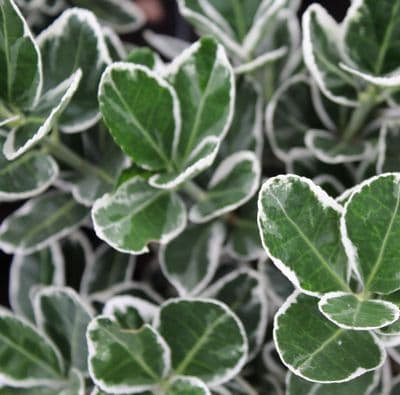 Euonymus japonicus Kathy x 3 Litre